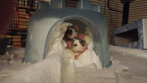 two pet rats peeking out of their hut
